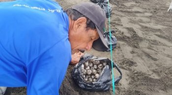 Nacen primeras crías de tortuga marina en Michoacán tras huracanes; suman 180 mil liberadas