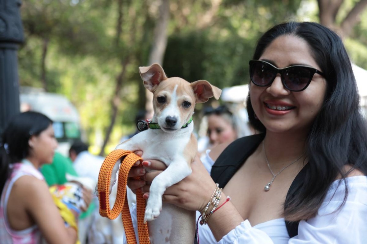 AMEQ anuncia segunda Jornada Petfriendly en Querétaro para registrar mascotas y acceder a Qrobus