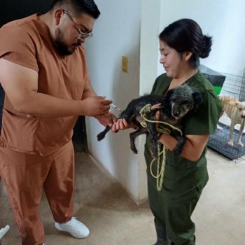 Salud y SEDIF aplican 98 vacunas antirrábicas a caninos en centros de bienestar animal de Puebla