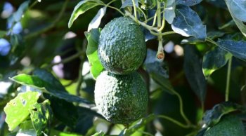 215 agroexportadoras de aguacate obtienen el Certificado Laboral; 125 son de Michoacán