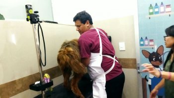SEDIF resguarda a siete caninos por presunto maltrato animal en Puebla