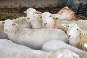 Sedrae reconoce a productores de borregos y cabras por 40 años de AGLOYCA en Aguascalientes