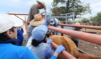 Capacitan a productores de Cuencamé, Durango, en diagnóstico y control de parásitos en bovinos