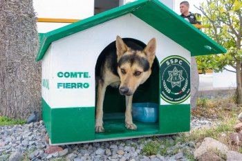 Guardia Civil Estatal construye refugio con materiales reciclados para el perro "comandante Fierro"
