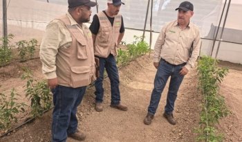 INIFAP y Sembrando Vida planean capacitar a productores de chile piquín en Tamaulipas