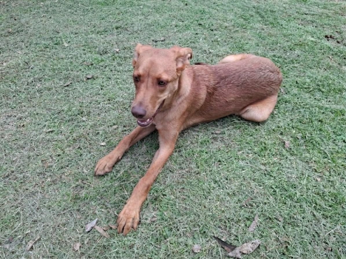 SEDIF y Fiscalía resguardan a tres caninos por presunto maltrato en San Andrés Cholula