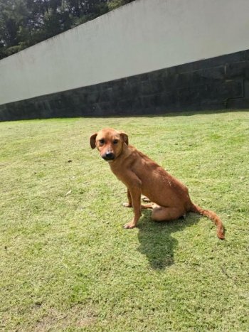 SEDIF asegura dos caninas con caquexia por presunto maltrato en Infonavit Amalucan