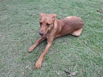 SEDIF y Fiscalía resguardan a tres caninos por presunto maltrato en San Andrés Cholula