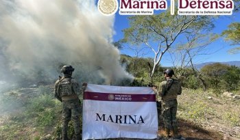Marina y Defensa erradican ocho plantíos de marihuana en La Yesca, Nayarit