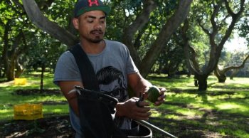 Productores de aguacate no deben tramitar el Certificado Laboral para la Agroexportación; solo los exportadores