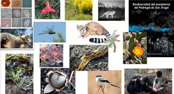 Reserva Ecológica del Pedregal de San Ángel alberga mil 800 formas de vida