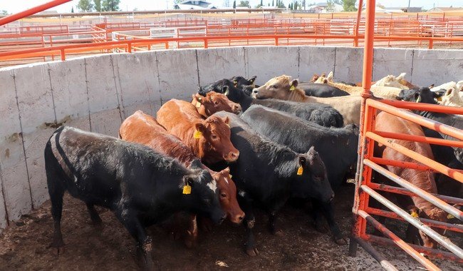 México reanuda exportación de ganado en pie a EU desde Puerto Palomas, Chihuahua