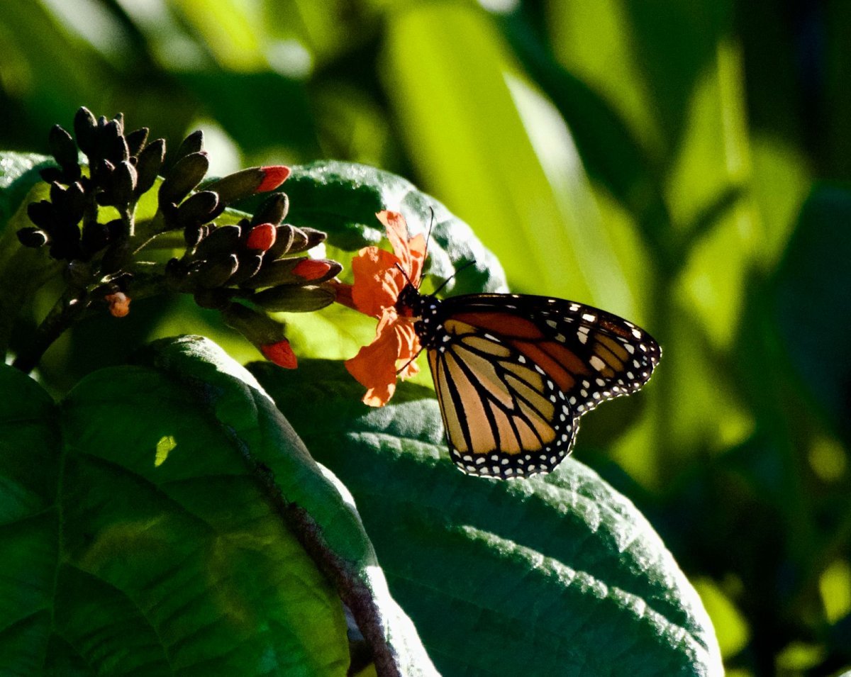 FPMC inicia tercer año de registro de mariposa monarca en Cozumel