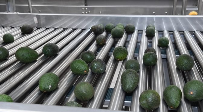 Exportadores de aguacate deben tramitar el Certificado Laboral para la Agroexportación