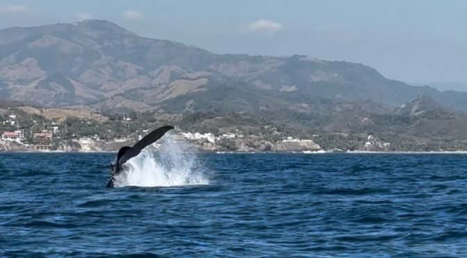 Michoacán recibe autorización de Semarnat para avistamiento de ballenas en Lázaro Cárdenas