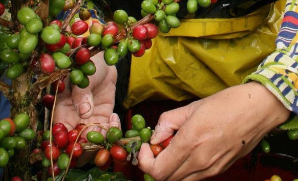 Rescatar cafeticultura mexicana frente a importación desleal y contrabando de café