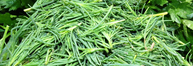Garantizada la producción de romeritos para fiestas de fin de año