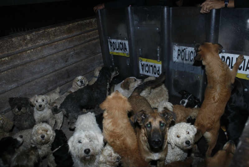 Rescatan casi 80 perros hacinados en Santa María La Ribera