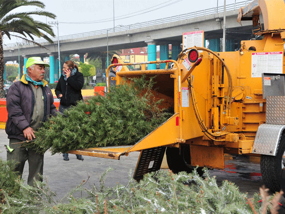 V. CARRANZA RECOPILA ÁRBOLES DE NAVIDAD PARA CONVERTIRLOS EN COMPOSTA