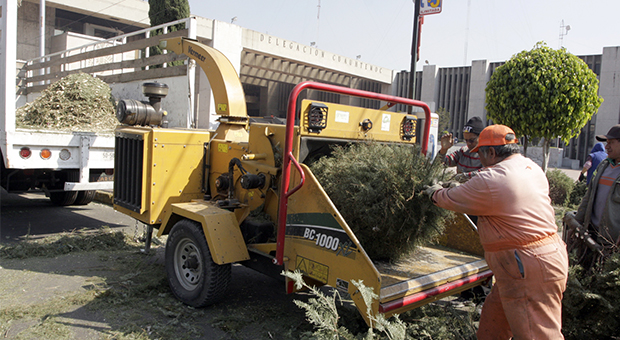 LA CUAUHTÉMOC CANJEA PLANTAS POR ÁRBOLES DE NAVIDAD