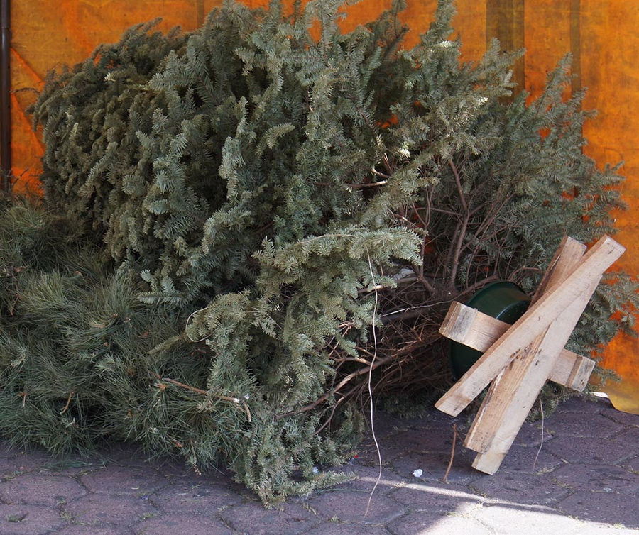 Invitan a reciclar árboles de navidad
