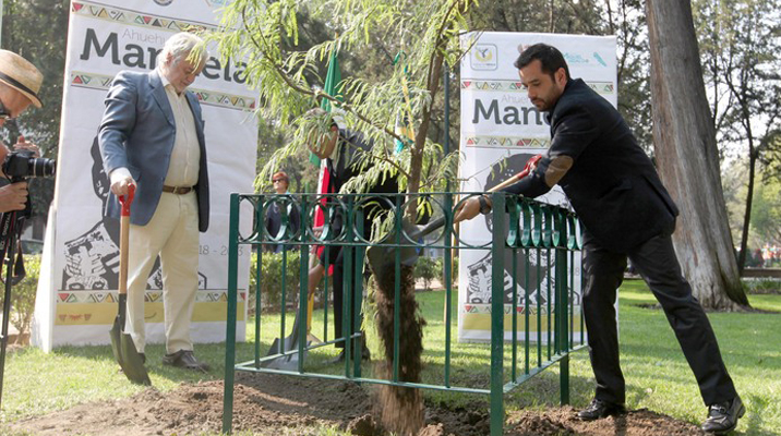 Siembra Romo Guerra ahuehuete en memoria y honor a Mandela