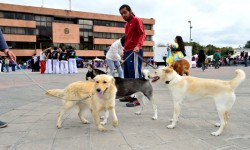 PROMUEVE PATITAS VAGABUNDAS HOGARES PARA PERROS CALLEJEROS