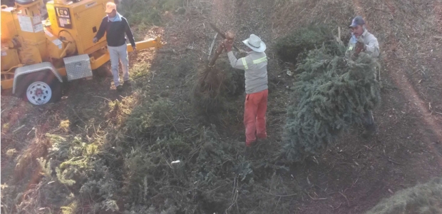 Milpa Alta fomenta el reciclaje de árboles de navidad