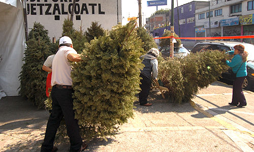 RECICLA IZTAPALAPA SIETE MIL ÁRBOLES DE NAVIDAD