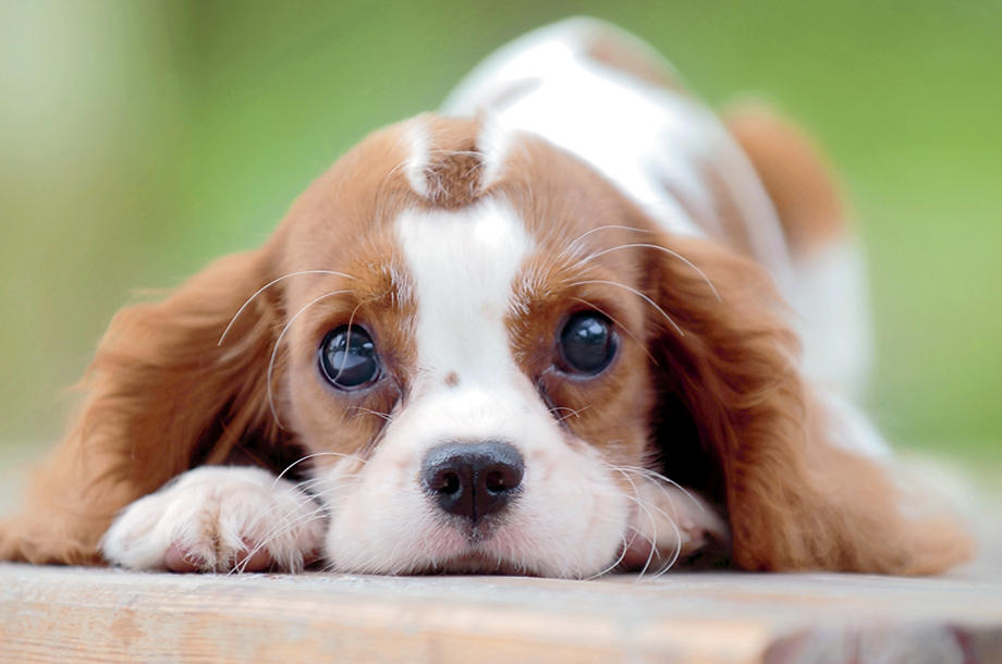 Tlalpan ocupa segundo lugar nacional en esterilizaciones de perros y gatos