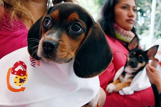 Tlalpan primera delegación en impulsar el cuidado, protección y bienestar animal