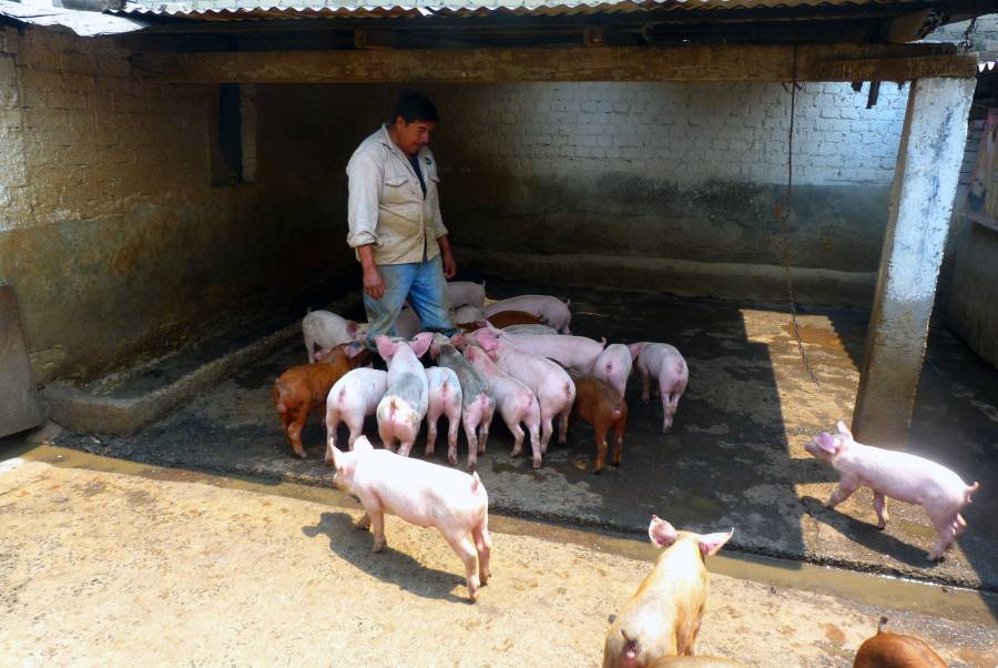 RESCATAN TRADICIÃ“N PORCINA EN AZCAPOTZALCO