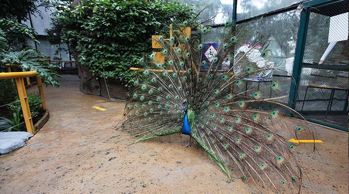 Rehabilita Miguel Hidalgo aviario para especies en peligro de extinción