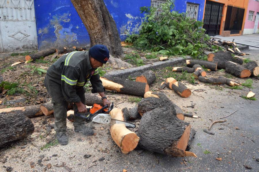 PODAN ÁRBOLES EN RIESGO POR LLUVIAS