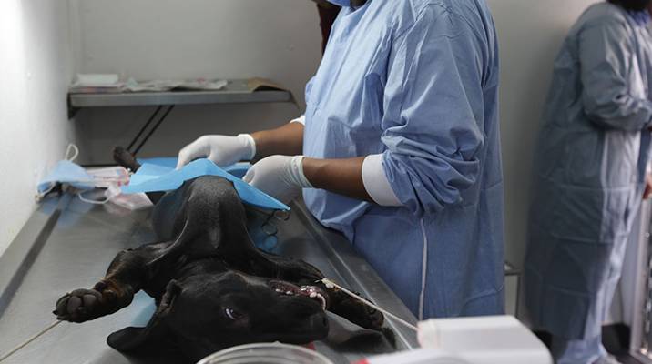 Realiza Miguel Hidalgo Mega Jornada de Esterilización Canina