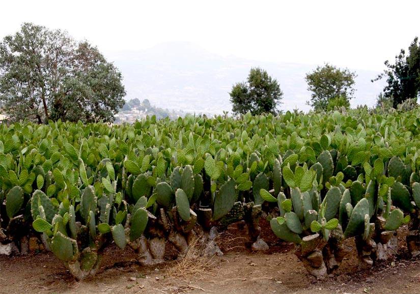 Asesoran a mil 600 productores de nopal sobre prevención y control de la mancha negra en Milpa Alta