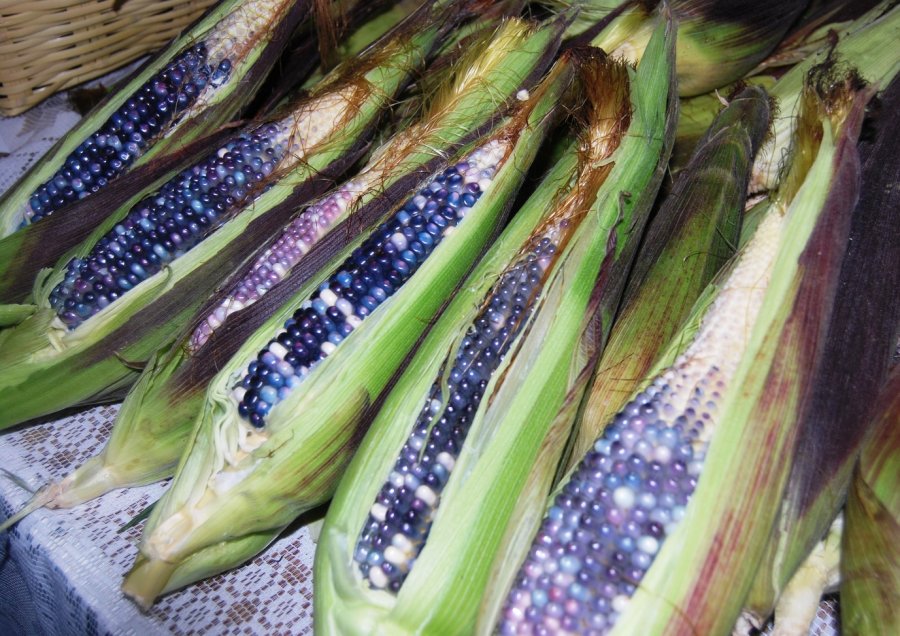 ANUNCIA XOCHIMILCO 2Aa FERIA DEL ELOTE CRIOLLO