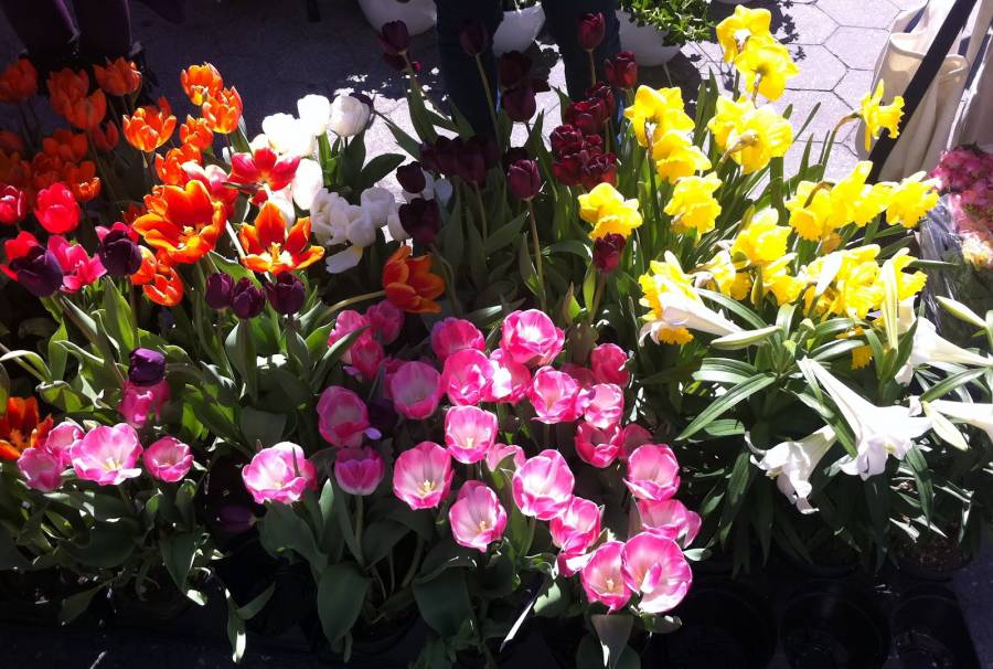 DAO REALIZARÁ LA 157 EDICIÓN DE LA FERIA DE LAS FLORES DE SAN ÁNGEL