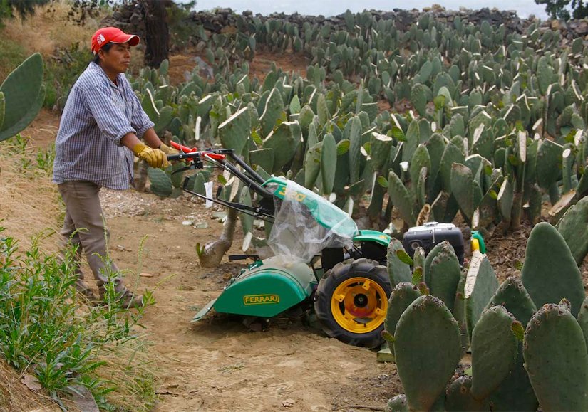 MILPA ALTA INVIRTIÓ 3 MDP EN PROYECTOS PRODUCTIVOS SUSTENTABLES Y AGROINDUSTRIALES
