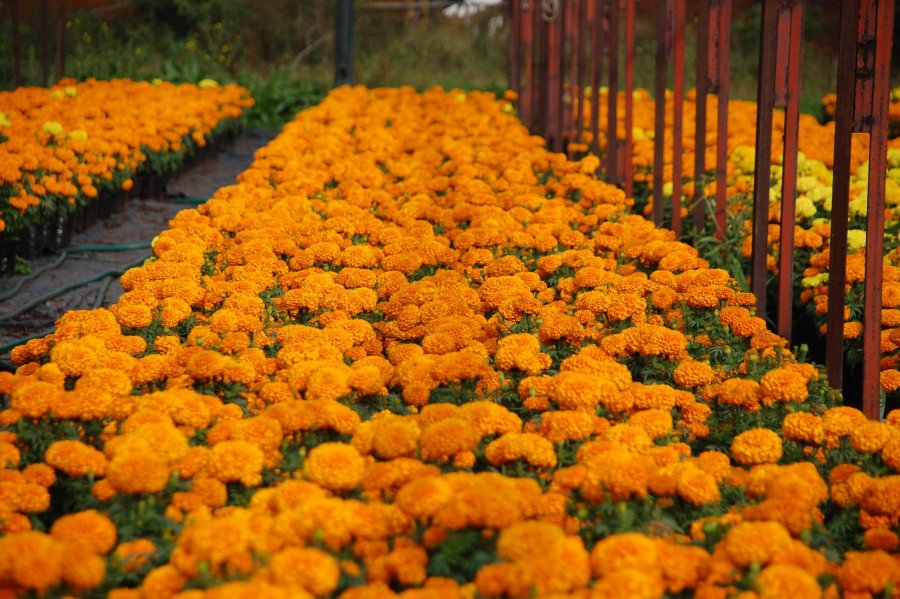 XOCHIMILCO VISTE DE AMARILLO SUS CAMELLONES