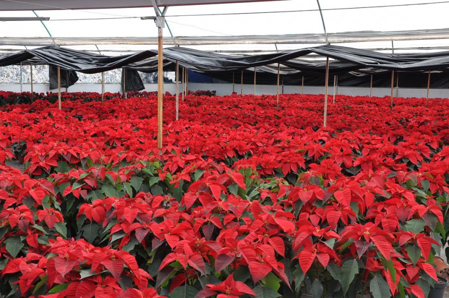 XOCHIMILCO ESTÁ LISTO PARA LA VENTA DE PLANTAS DE NOCHEBUENA