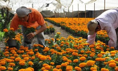 EN VÃSPERAS DEL DÃA DE MUERTOS PRODUCTORES DE XOCHIMILCO SE PREPARAN PARA LA VENTA DE FLOR DE CEMPASÃšCHIL