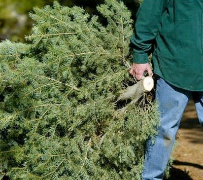 AMPLÍA LA MAGDALENA CONTRERAS PLAZO PARA RECOLECCIÓN DE ÁRBOLES NAVIDEÑOS, HASTA EL 31 DE ENERO