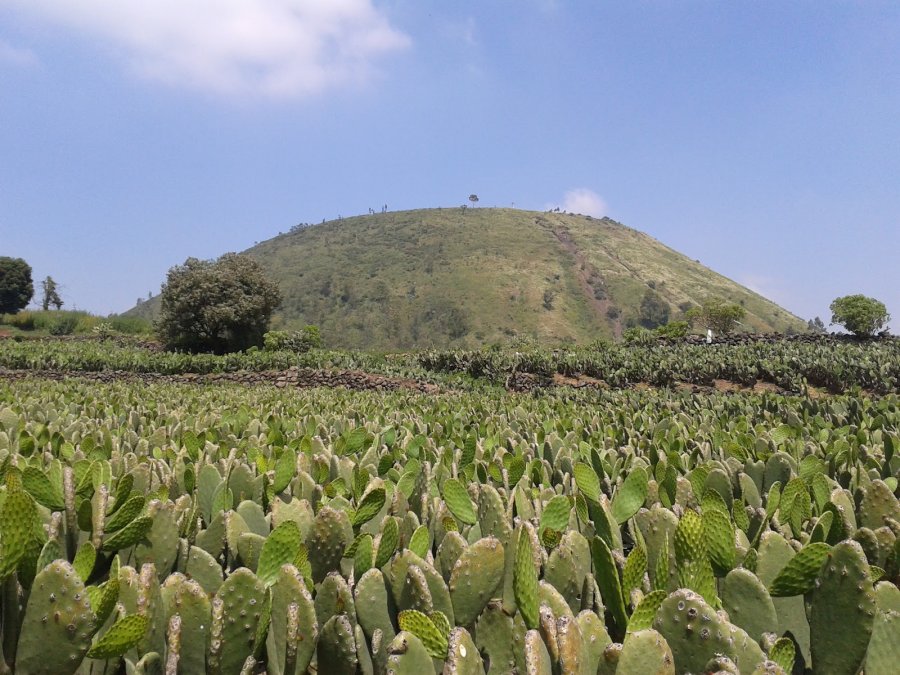 MILPA ALTA IMPULSA ACCIONES Y PROGRAMAS PARA EL CUIDADO DEL SUELO DE CONSERVACIÓN