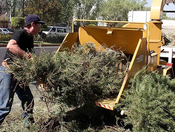 EN XOCHIMILCO INTERCAMBIARÁN ÁRBOLES POR COMPOSTA