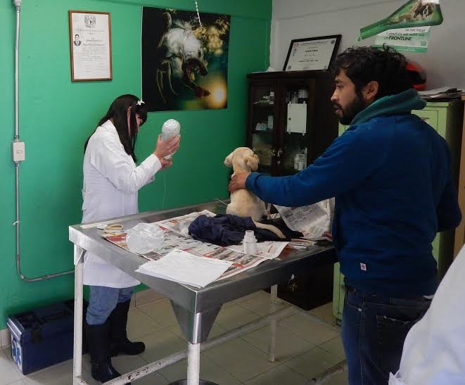 IMPULSA LA MAGDALENA CONTRERAS RESPONSABILIDAD CIUDADANA HACIA EL CUIDADO DE MASCOTAS