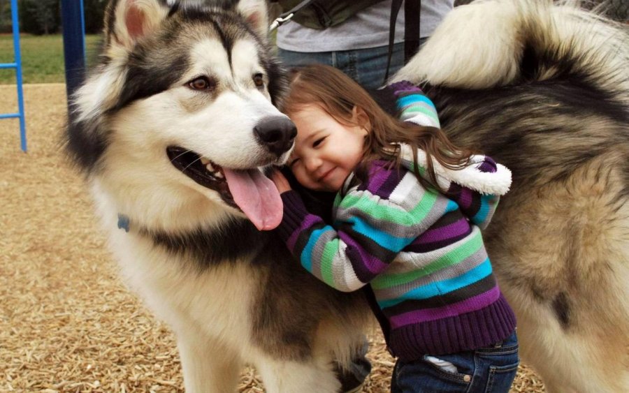 CUAJIMALPA INICIA CAMPAÑA DE CULTURA CÍVICA PARA NO ABANDONAR PERROS EN LA CALLE