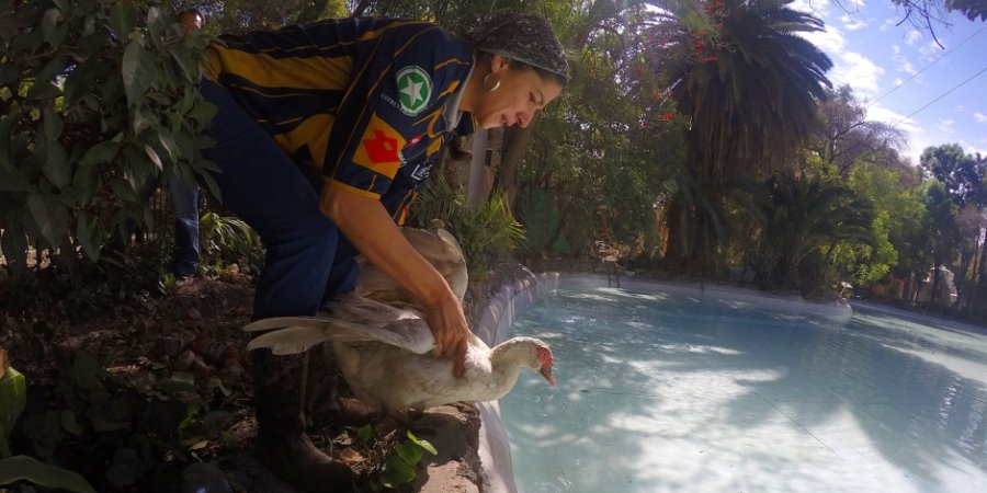 REGRESAN PATOS Y GANSOS A HABITAR EL LAGO DEL PARQUE MÉXICO