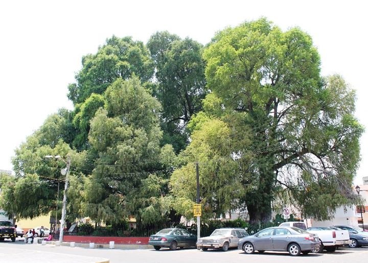 EL ÁRBOL MÁS ANTIGUO DE XOCHIMILCO