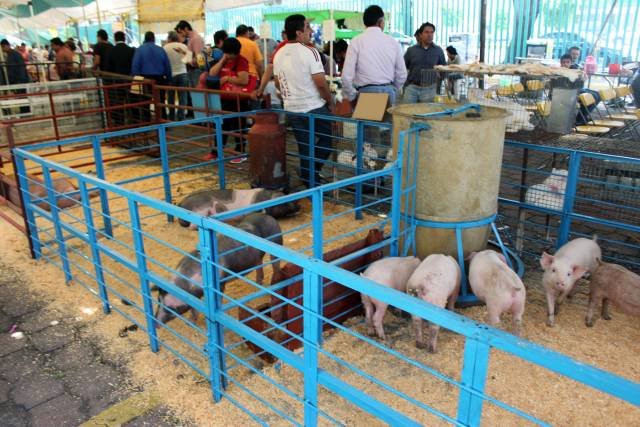 REALIZARÁ AZCAPOTZALCO FERIA PORCINA 2015